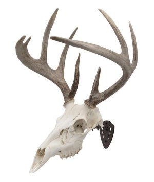 Allen Company 7228 EZ Mount Skull Hanger Brown