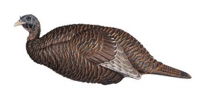 GSM Outdoors Flextone Thunder Chick Breeder Decoy Lifelike Hen Design