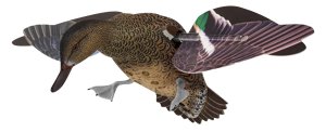 Avian X AVXPFLHT PowerFlight Hen Green-Winged Teal Spinning Decoy