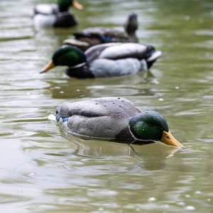 Avian-X Tip Up Mallard Decoy Realistic Feeding Motion Patent-Pending Design