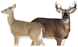 Montana Decoy 30 Dreamteam Buck/Doe Combo Foldable Easy-Transport