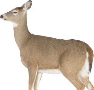 Montana Decoy 0023 Whitetail Dreamy Doe, Lightweight, Quick Setup