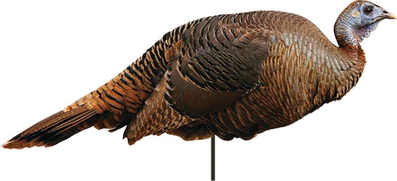 Montana Decoy 0042 Spring Fling Hen, Lightweight, Realistic Turkey Decoy